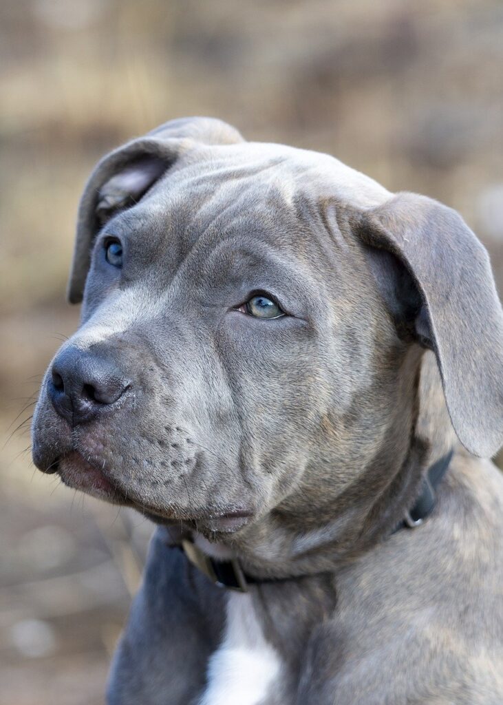 pit bull, dog, puppy