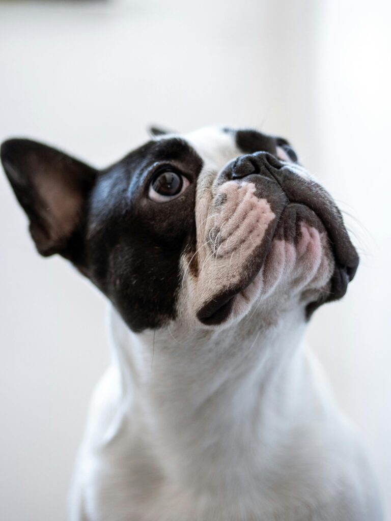 Close-up portrait of a cute French Bulldog puppy looking up, highlighting its expressive eyes.