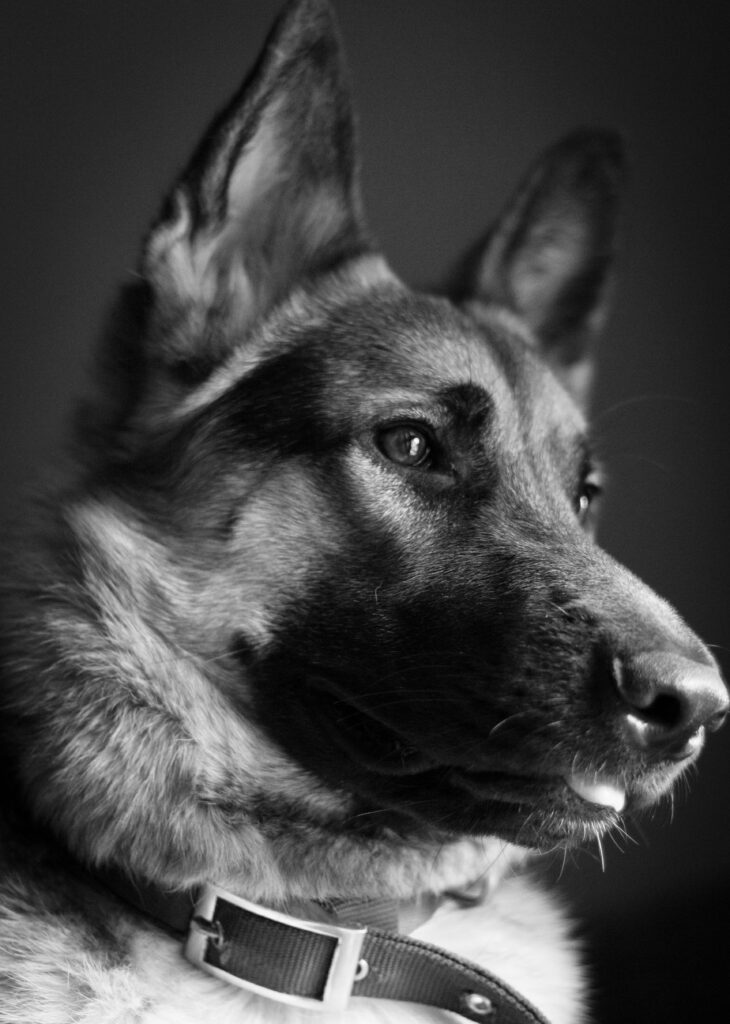 Monochrome portrait of a German Shepherd showcasing its noble and attentive expression.